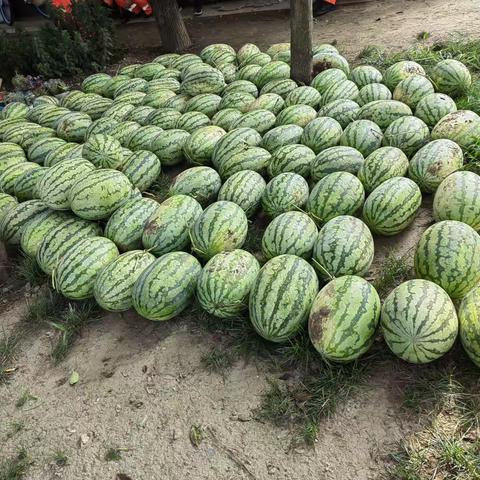 “情系员工，夏送清凉”为环卫工人发放降暑西瓜