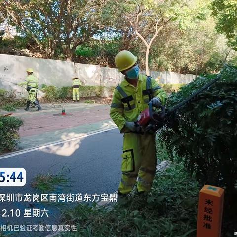 绿化管养部12月10日工作汇报