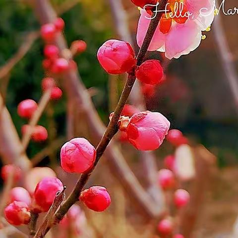 和风春满园，草木皆芳薰。——包屯镇陈岗小学春色一瞥