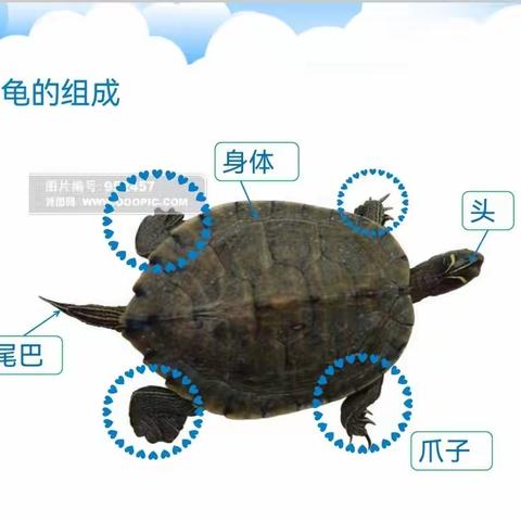 2023.11.16白果树幼儿园乐高中班乐高课堂—小乌龟