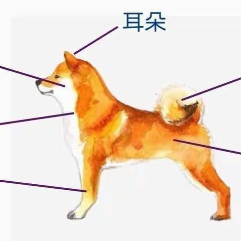 2023年12月7日白果树幼儿园乐高课堂之小狗🐶