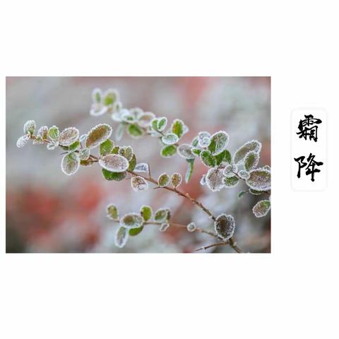 常青藤幼儿园芽芽三班——二十四节气之【霜降】