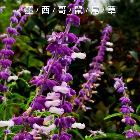 大自然总在不经意间给你惊喜！心中藏着美，总能捕捉到美的画面。