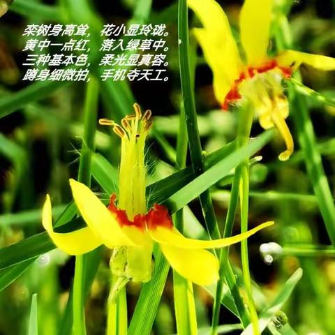 白露时节秋已凉，青青草地童趣藏。栾树黄花高高挂，散落草丛细拍它。（手机摄影：孟冬月圆）