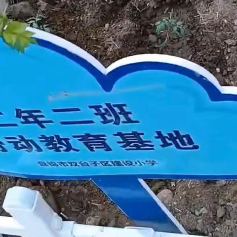 我与小苗共成长——建设小学二年二班劳动实践掠影