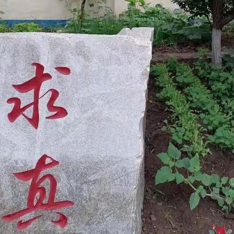 我与小苗共成长——建设小学二年二班劳动实践掠影