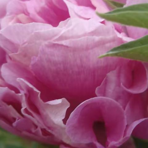 心花爛漫牡丹园（一）