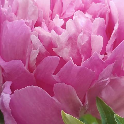 心花爛漫牡丹园（二）