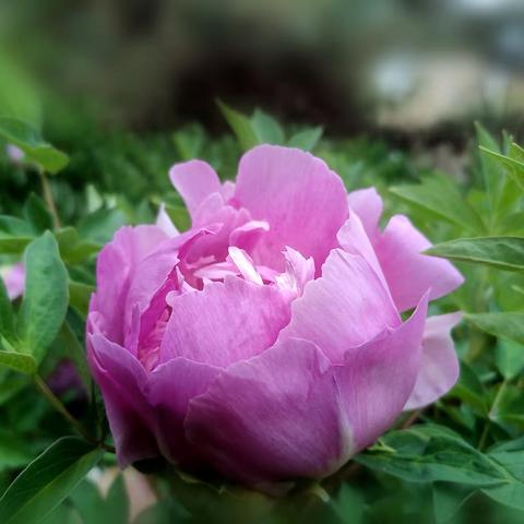 牡丹绚烂沁幽香