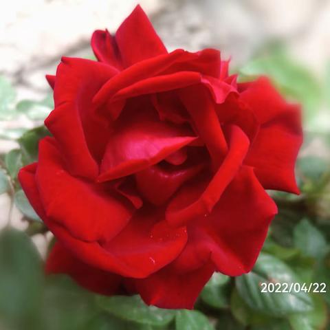 兰州黄河风情线上的蔷薇花