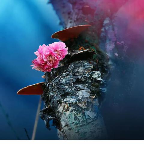 【花笺心语】--送给您一套2023年历