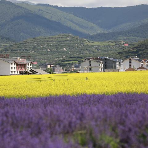 2021.07.20——四川阿坝松潘薰衣草庄园景区