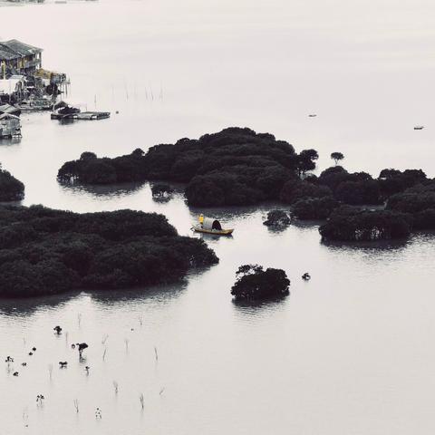 福建霞浦—盐田鹅湾红树林