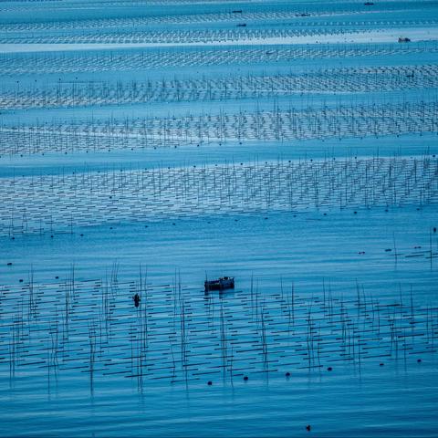 霞浦海上日出🌅、竹竿养殖