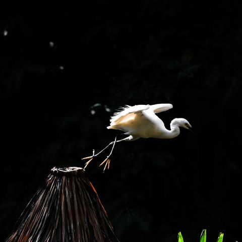 2022.10.02——广州长隆野生动物世界