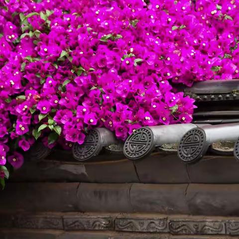 [春香] 云南行（三）：丽江古城