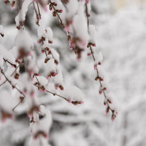 古城春雪  2020.03.26