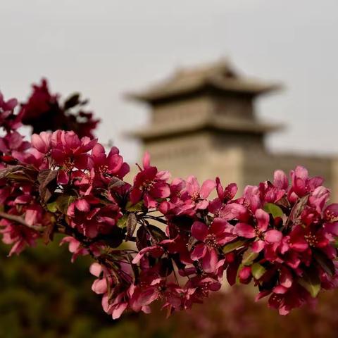 【春香】云中万株海棠芬芳吐艳