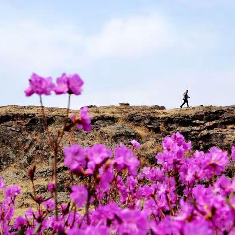 镜泊湖火山熔岩杜鹃