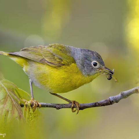 北美中西部地区的莺鸟（warbler）