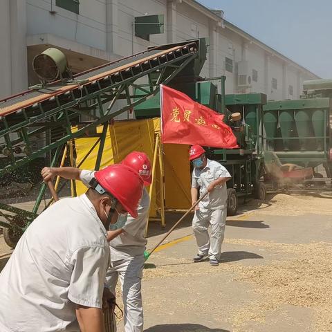 知重负重 担当作为 安阳直属库吹响
夏粮收购冲锋号