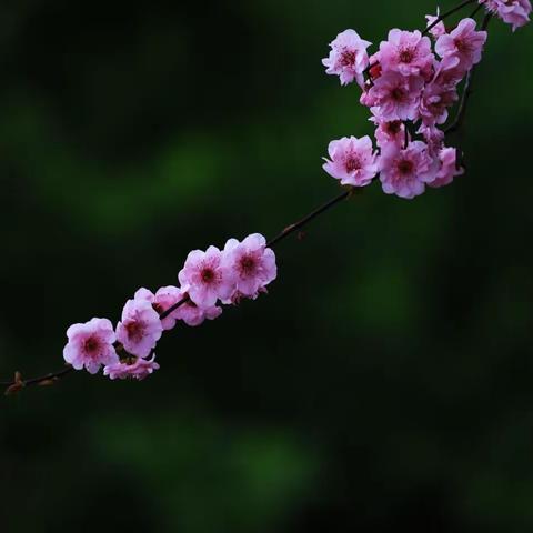 百花齐放