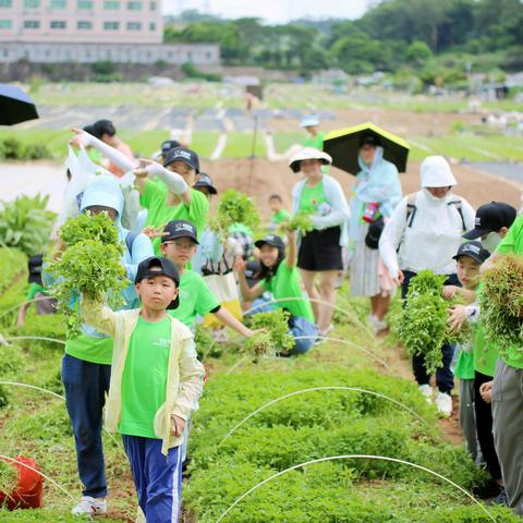 “体验农耕之乐，共享采摘之光”桂香社区农耕文化体验活动之“快乐农夫·田园寻宝”-趣味采摘活动