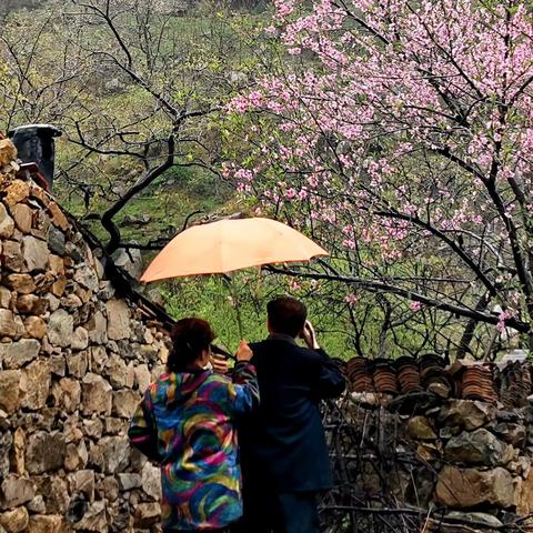 濛雨商山路    山桃花袭人