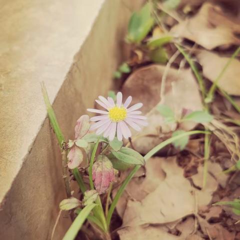 桂花阵阵香，疫苗接种忙