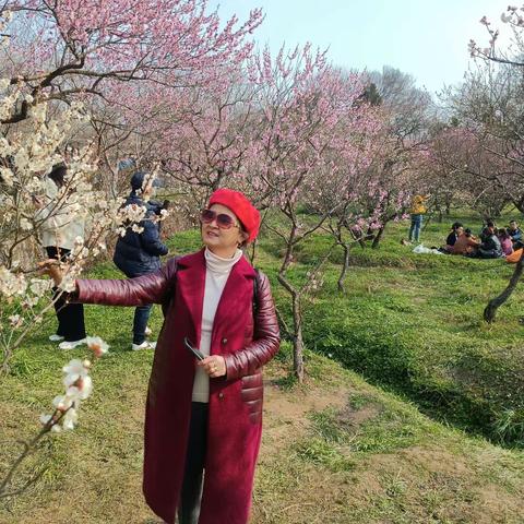 中山陵.明孝陵.美玲宫及景区梅花园