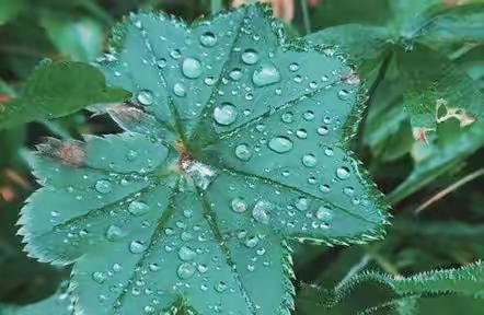 二十四节气之《谷雨》—息县第五幼儿园大一班升国旗仪式