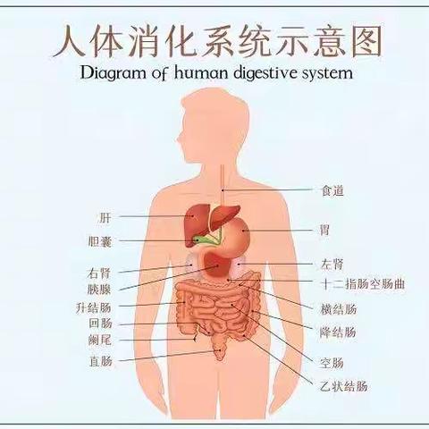 原来50多种疾病都与肠道菌群失衡有关⁉️伤肠道、损血管、降免疫…全身遭罪‼️