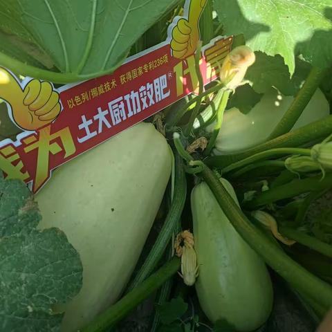 籽用葫芦瓜怎么种植好，高产又能高品质？