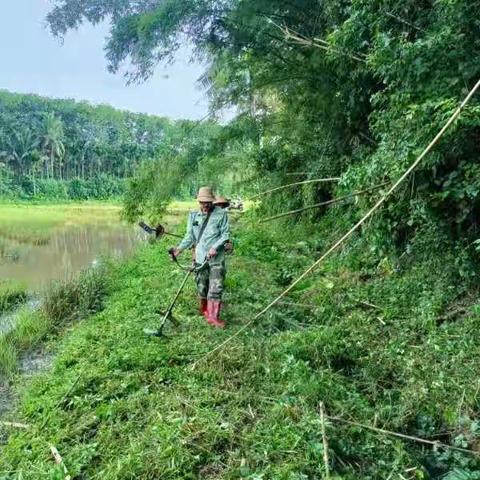 大杨村委会常态化开展“六水共治”清污活动