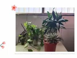 植新绿  寓希望--刘楼镇河西小学植树节系列活动