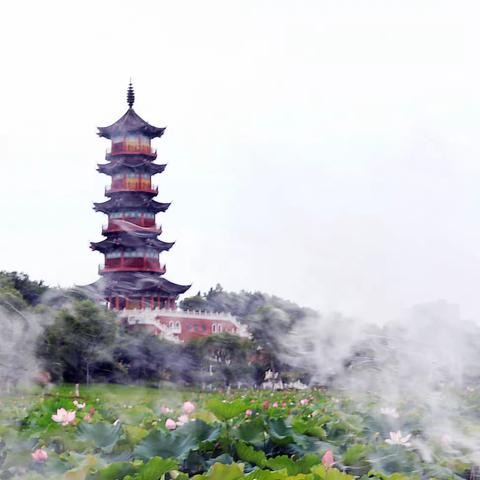 雨中拍荷