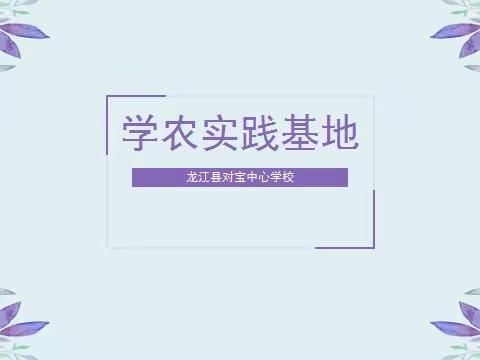 “农”墨“种”彩——龙江县对宝中心学校学农初体验