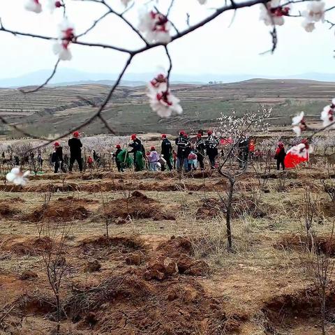 呼和浩特邮区中心党委组织党员干部职工开展“手植一棵树 绿化一片天”义务植树主题党日活动