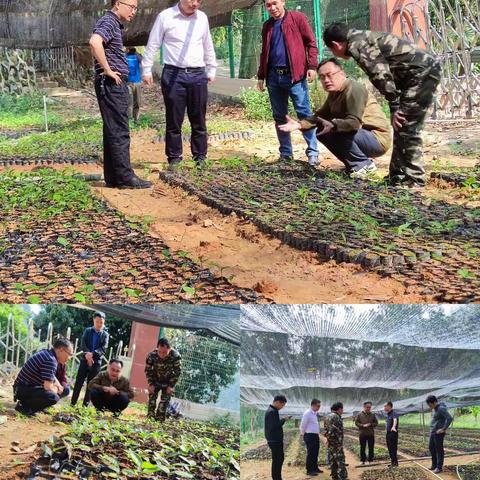县政府副县长岳文阳率队到南开乡海南大叶古树茶育苗圃调研
