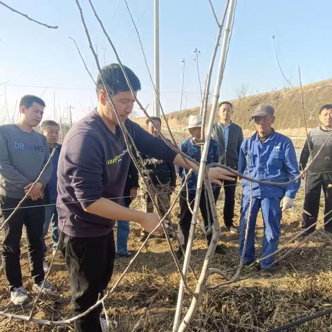 县果业中心进村入园送技术 助推村集体经济果园健康发展