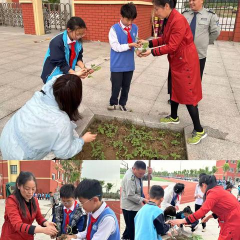 播撒幸福种子 争做阳光少年——许昌市八一路小学和顺校区劳动技能大赛之“种植向日葵”活动记实