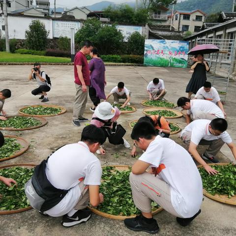 一缕茶香染流年，——福安一中学子坦洋茶场研学实践