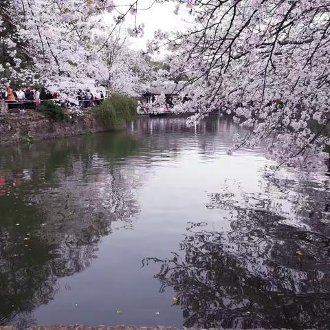 太湖赏樱～无锡（3.24日～26日）