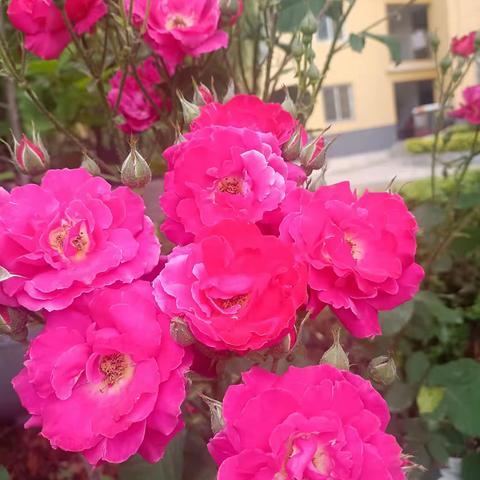 美丽的校园，因你而精彩