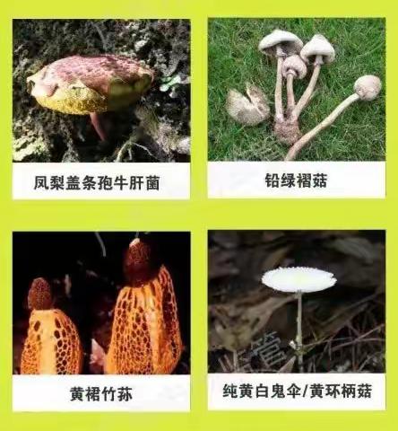 珍爱生命，远离毒蘑菇——东湖塘中心学校预防野生蘑菇中毒宣传