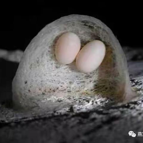 燕窝的由来及分类