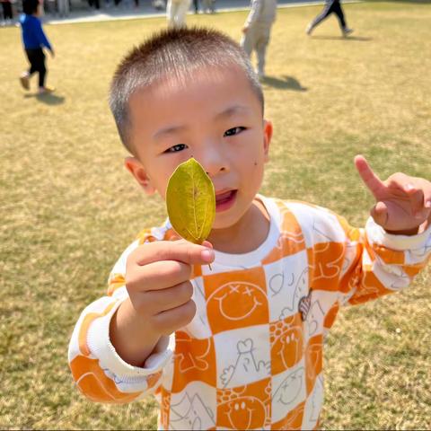 一片树叶的旅行🍃