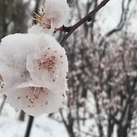 《学院的春》