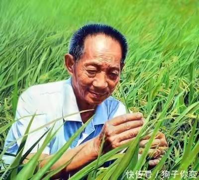 【保教动态】风吹吹稻田🌾我就想起你❤️