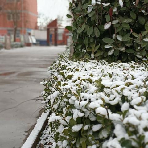 【美景】龙王庙中学雪后掠影